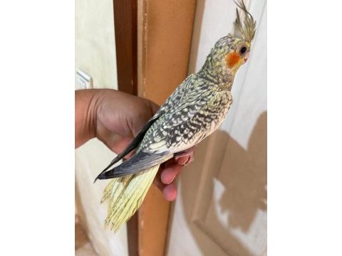 64 günlük uysal sultan papağanı bebek
