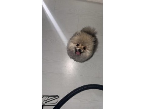 2.5 aylık erkek pomeranian köpeği