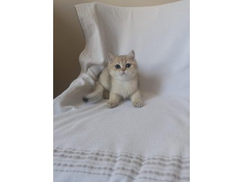 Safkan cana yakın sosyal british shorthair bebekler