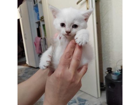 Mavi gözlü british shorthair kedimiz
