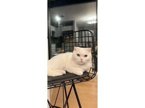 British shorthair yavru kedimiz