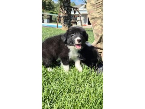 Birinci sınıf border collie yavruları 