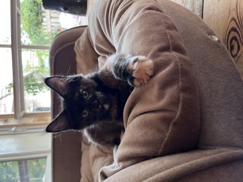 Geleceğin kraliçe adayları minik maine coon prensesler