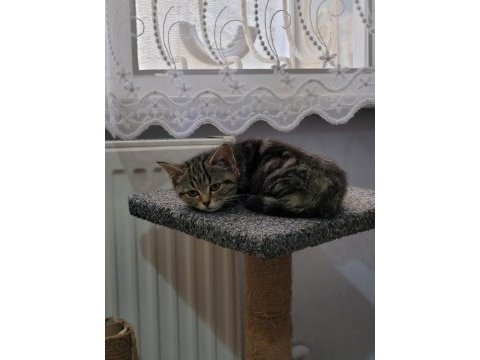 Çok uygun şartlarda british shorthair sahiplendirilecekler