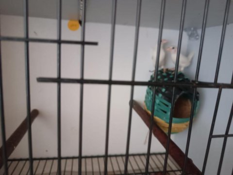 Kuşlarımızı ilgilenemediğim için elimden çıkarıyorum