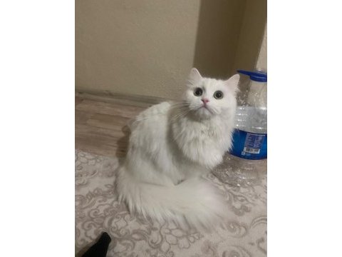 Ömürlük yuva arayan 2 british longhair