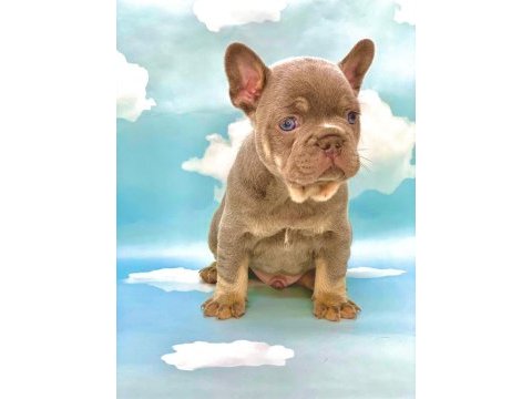 Lilac tan mavi gözlü french bulldog erkek