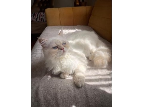 Güzel british longhair 7 aylık
