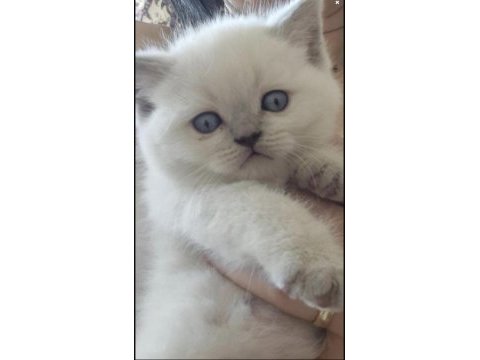 British shorthair bebeklerimi veriyorum