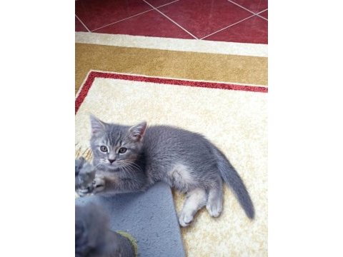 British shorthair erkek yavru