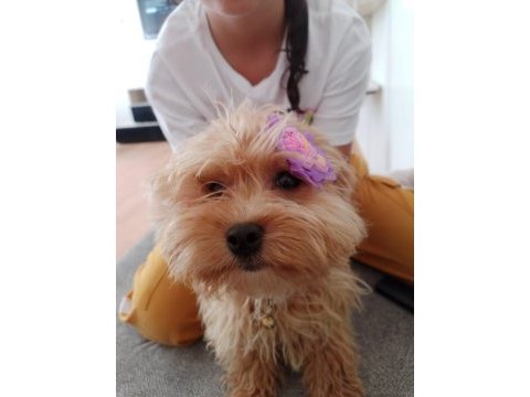 6 aylık dişi maltipoo