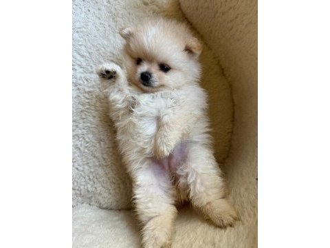 Pomeranian boo yavrularımız