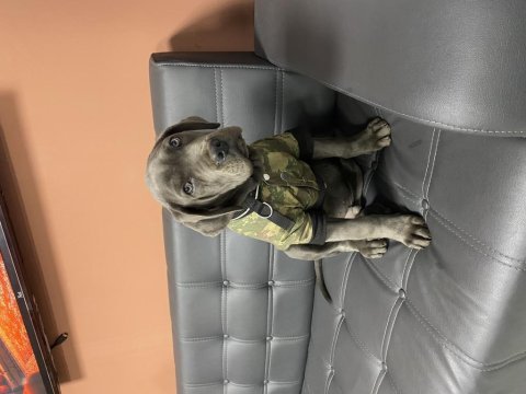 Orjinal cane corso blue aşıları hepsi vardır 5 aylıktır