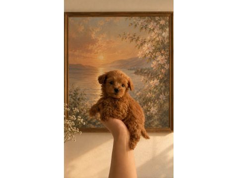 Minik maltipoo bebek ailesini bekliyor