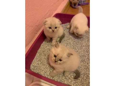 Scottish fold blue point ayı surat yavru