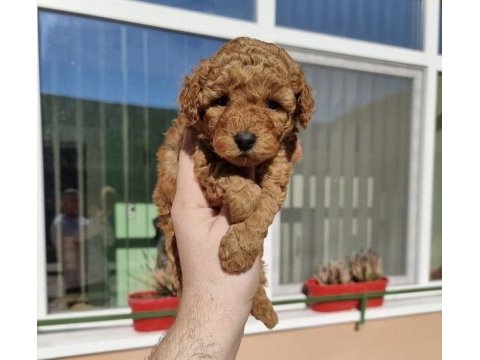 Sevimli toy poodle yavrularım 