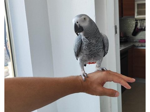 Evcil konuşan jako papağanı