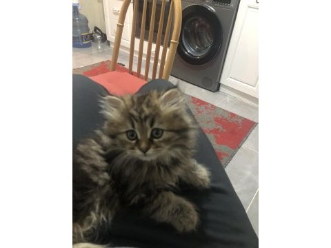 Oyuncu ve dost british longhair