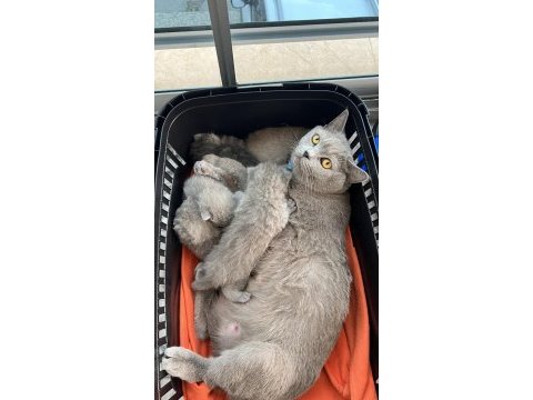 Scottish fold yavru