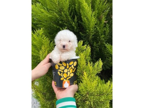 Malti̇poo bebekleri̇mi̇z