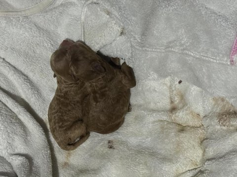 Bal kızımın poodle yavruları
