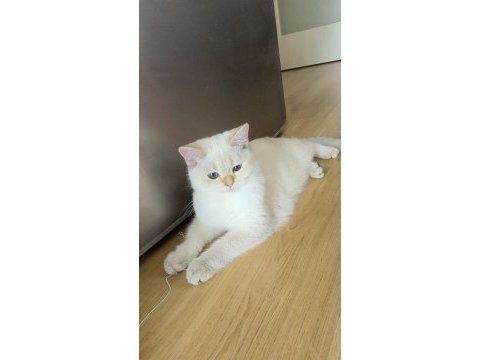 5 british shorthair golden point erkek