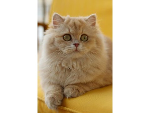 British longhair dişi