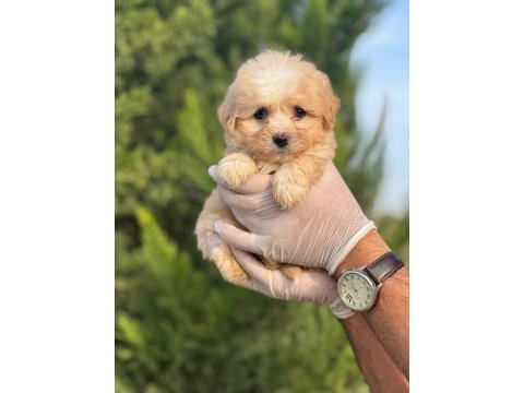 Sağlık garantili maltipoo yavrular