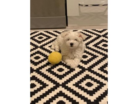Kar beyaz kore kan teacup maltese yavrularımız