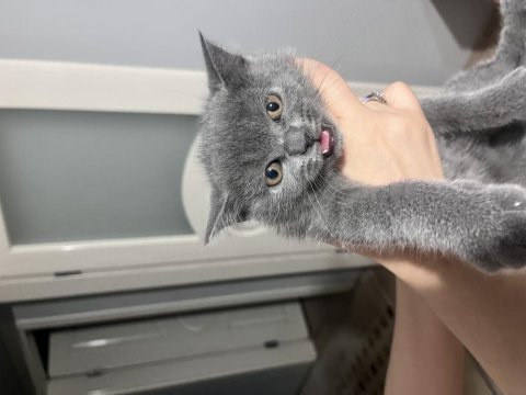 2 aylık orjinal scottish fold yavrular