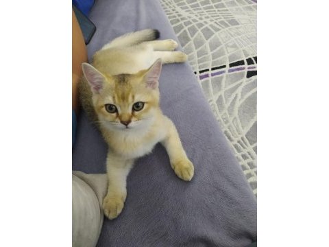 3 british shorthair afacan yuvalarını arıyor