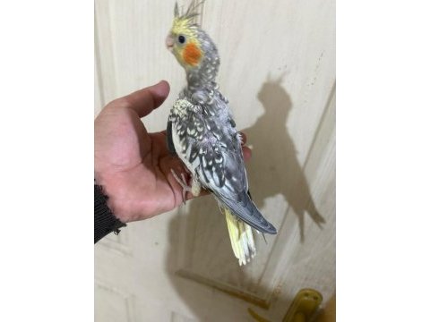 38 günlük konuşturmalık bebek sultan papağanı