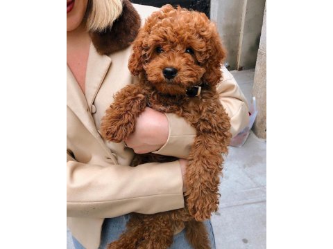 Toy poodle kore kan kg garantili bebek