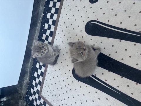 Erkek dişi british shorthair