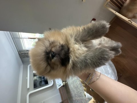 Anne altı pomeranian yavrular