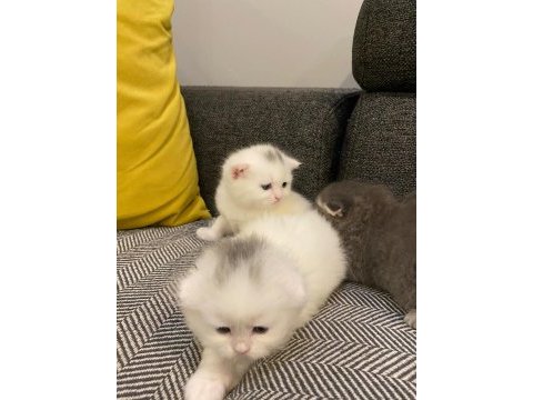 1 aylık scottish fold bebekler
