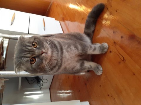 Manavgatta 9 aylık erkek scottish fold