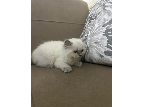 Yavru cins kedimiz