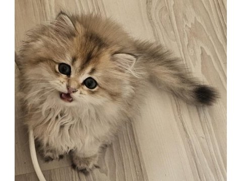 Safkan anne ve babadan british golden longhair erkek