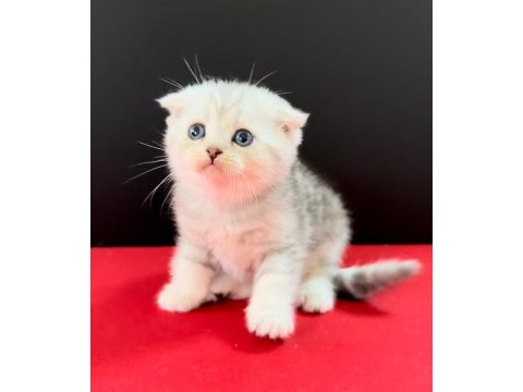 33 yıllık canpette scottish fold yavruları