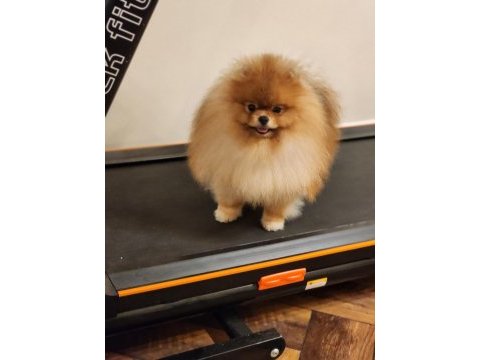 A kalite 1 yaş pomeranian boo şecereli al şampiyon ol