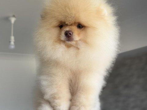 Fcı export sçr belgeli pomeranian boo yavrumuz
