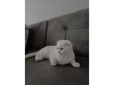 Sevimli oyuncu scottish fold minişimiz (açıklamayı okuyunuz)