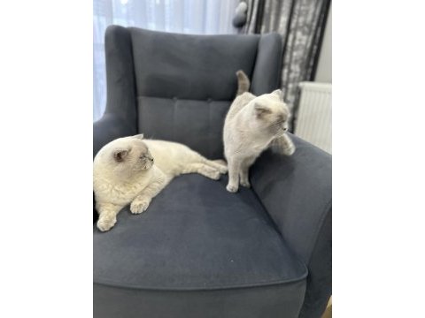 İstanbul beylikdüzü 2 aylık scottish fold yavrularımız