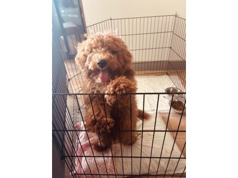 Balbadem poodle izmir