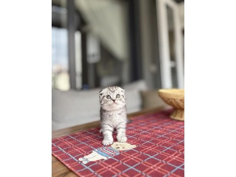 Scottısh fold ırk garantili yavrularım 