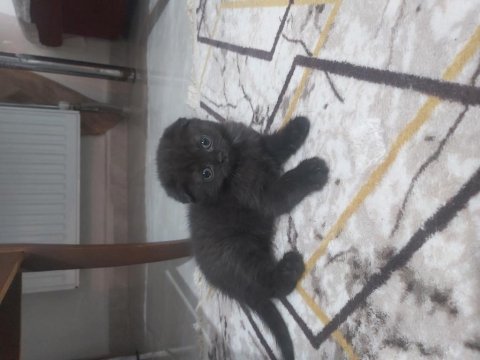British shorthair ve scottish fold