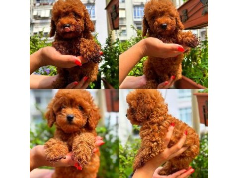 Ankara nın en güzel toy poodle yavruları