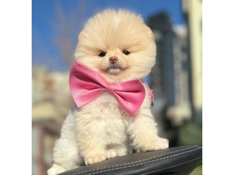 Sevimli pomeranian boo yavrularımız