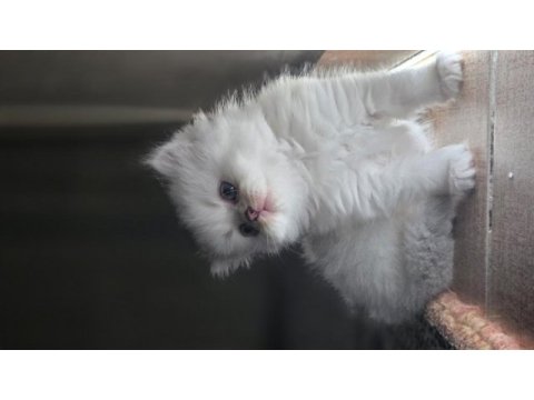 55 günlük erkek ve dişi british longhair